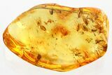Fossil Fungus Gnat Swarm (Sciaridae) In Baltic Amber - ~ Gnats! #372507-2